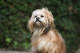 LHASSA APSO 137
